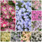 teppich phlox samen, blumensamen mehrjährig winterhart, balkonpflanzen winterhart phlox stauden winterhart samen, wildblumensamen, hochbeet samen blumendeko, pflanzen für sonnige 200pcs
