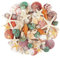Jangostor Sea Shells Mixed Ocean Seashells, 3-9CM Various Sizes Beach Seashells and Natural Starfish for Vase Fillers Fish Tank Beach Themed Party Home Wedding Decorations DIY Crafts