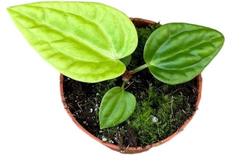 Anthurium Villenaorum X Luxurians - Flamingoblume - Zimmerpflanze - Ø10,5cm - ↑15cm