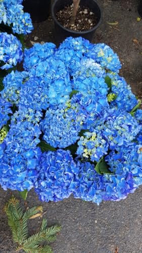 Hydrangea macrophylla 'Benelux (Bleu ou Rose)' / Hortensia 'Benelux (Bleu ou Rose)' / Conteneur de 7 à 10 litres