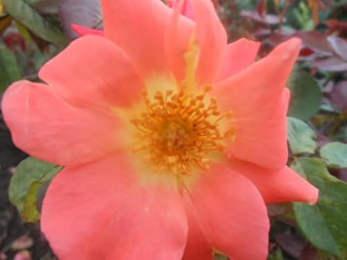 Tangerine Tango - Climbing Rose - 4L Potted