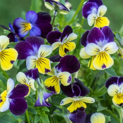 120 piezas Semillas de pensamiento perenne, Pequeño regalo para mujeres, plantas perennes resistentes. semillas de plantas de pensamiento, maceta plantas decorativas jardín plantas