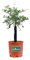 Pianta nana di limone caviale frutto rosa albero nano di limone caviale rosa albero in vaso pianta ornamentale vera venduta da eGarden.store