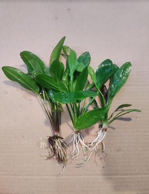 Echinodorus mix une touffe plante aquarium vendu de 15 a 25 centimètres