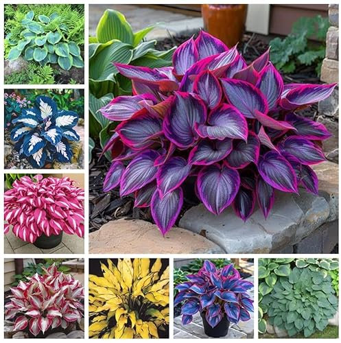 Hosta-Zwiebeln,Winterhart MehrjäHrig,Vier Jahreszeiten,Funkien Pflanze Winterhart,Hosta Pflanzen,Seltene Funkie,Innenhof,Funkien Rhizome-8Zwiebeln-D