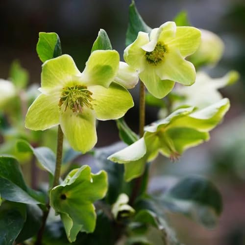 Piante di rosa di Natale resistenti - semi piante da giardino roccioso resistenti semi Helleborus thibetanus esotici vasi per copertura del terreno da giardino all'inverno per vasi 80pcs