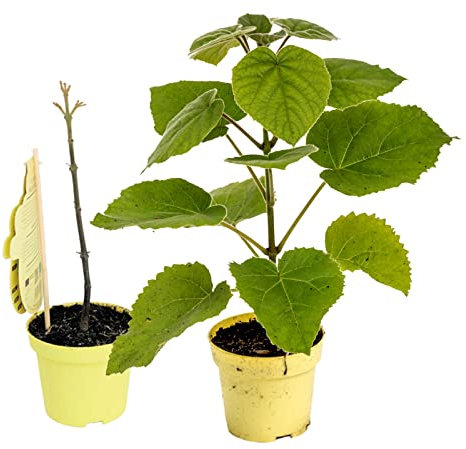 Blauglockenbaum Paulownia Nordmax 21® P. tomentosa x P. fortunei schnellwachsend - auch bekannt als Kiri-Baum, Kaiserbaum mit blauvioletten & glockenförmigen Blüten als CO2 Baum (2x 15 cm-Topf)