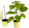 Blauglockenbaum Paulownia Nordmax 21® P. tomentosa x P. fortunei schnellwachsend - auch bekannt als Kiri-Baum, Kaiserbaum mit blauvioletten & glockenförmigen Blüten als CO2 Baum (2x 15 cm-Topf)