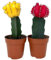 Pack de 2 cactus injertado Gynocaliciyum Japan, 15-20 cm. Cactus injertado en otras especies (como Hylocereus, San Pedro o Euphorbia, entre otros). Segura Garden.