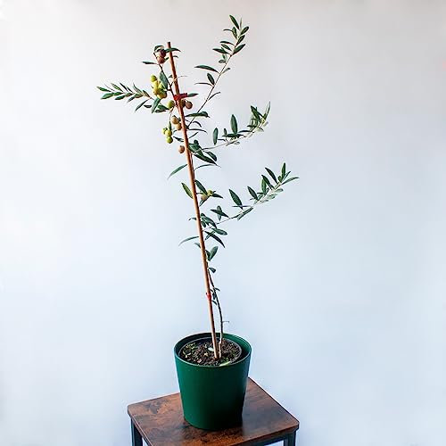 SMPLY. - Olivo 80 cm altura apoximada - En maceta 19 cm de diámetro