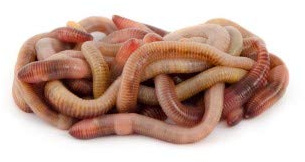 Gemischte Würmer 0,5 kg (ca. 500 Stück)
