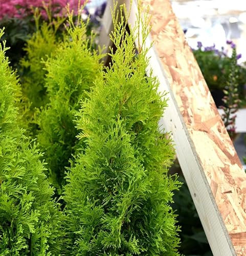Lebensbaum Sunny Smaragd 30-40cm - Thuja occidentalis