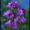 【Freesie blumenzwiebeln】Freesienzwiebeln winterhart mehrjährig，Freesienpflanze ，Freesien zwiebeln kaufen，Blumenzwiebeln，Zierblumen-10 zwiebeln-D