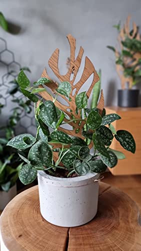 Leaflo Woodream Monstera Pflanzenstütze aus Eichenholz 40 cm | Größe M | Natürliches Rankgitter - Blumengitter - Rankhilfe | Für Zimmerpflanzen | Innenraum Dekoration | Für Pflanzenliebhaber