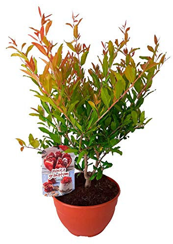 Granado (Punica granatum) Árbol frutal. Perfecto para huerto urbano, prebonsai, bonsai o para plantar en exterior. Vivero especializado en plantas del mediterráneo