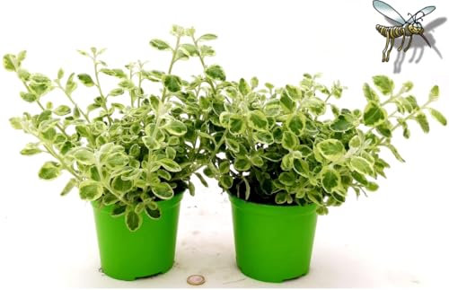 POWERS TO FLOWERS - INCENSO, PLECTRANTHUS, ELICRISIUM PETIOLARE VARIEGATO LEMON, 2 PIANTE, piante vere