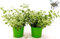 POWERS TO FLOWERS - INCENSO, PLECTRANTHUS, ELICRISIUM PETIOLARE VARIEGATO LEMON, 2 PIANTE, piante vere