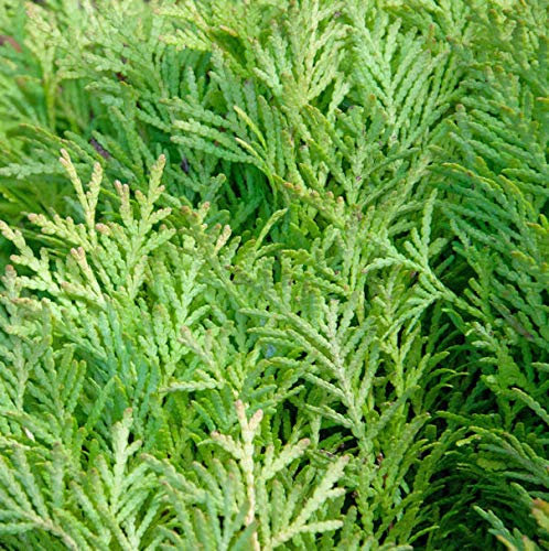 Hochstamm Zwerglebensbaum Amber Glow 60-80cm - Thuja occidentalis - lebende Gartenpflanze aus den Baumschulen