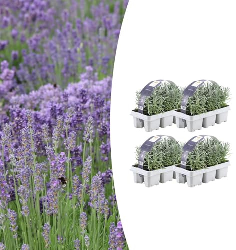 Lavendel angustifolia | 24 Stücke - 15cm - Ø7cm - Gartenpflanze