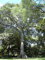 kapok (Soie Coton Arbre), Ceiba Pentandra, arbre Graines (rapide, Tropical) 20 graines