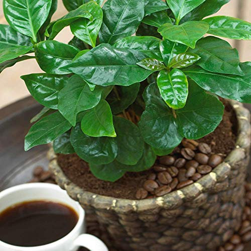 Pianta di Caffè Coffea Arabica - Arbusto Pianta da Appartamento da Cucina Viva