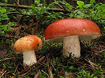 Potseed Germinazione I Semi: 10g Fresco Russula BRITTLEGILL Bianco di Funghi Spore Semi micelio + eBook