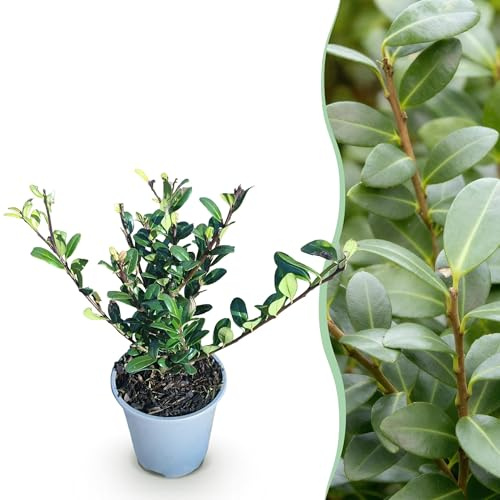 Ilex crenata Caroline Aufrecht - Blattgrün - 8 Pflanzen - 1 Meter Ausdehnung - Immergrün - 25-30cm - Ø9cm - Gartenpflanze