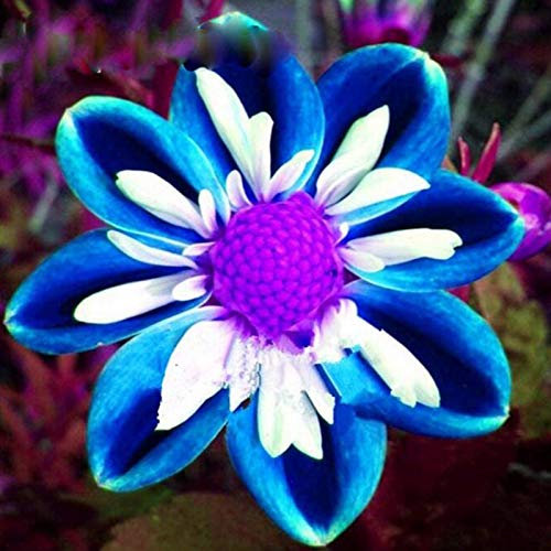 LovePlz 200 unids/Bolsa Multicolor Dahlia Semillas Colorido Fácil Plantación Mini Dalia Semillas en Maceta Jardín Semillas de Dalia