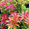 Pot Pieris Mountain Fire Medium Evergreen Garden Shrub Plant (1 Pack) P9 pots