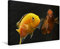 Premium Textil-Leinwand 45 x 30 cm Quer-Format Malawi-Buntbarsche | Wandbild, HD-Bild auf Keilrahmen, Fertigbild auf hochwertigem Vlies, Leinwanddruck von Rudolf Pohlmann