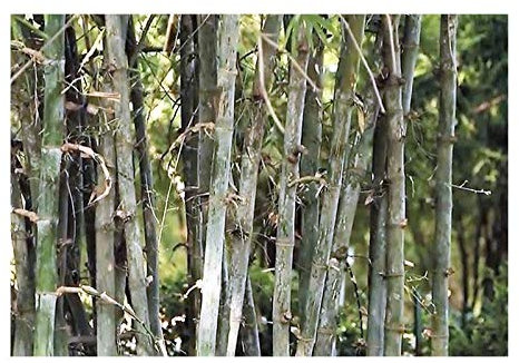Pcs - 10x Dendrocalamus Strictus Bambou Géant Jardin Plantes - Graines ID93 - Seeds & Plants Shop by Ipsa