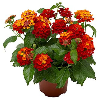 Lantana Camara Planta Natural con Flores para Exterior