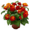 Lantana Camara Planta Natural con Flores para Exterior