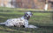 LHJOY impossible clear jigsaw puzzle 1000 pieces Dog