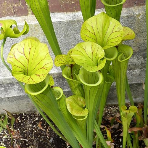 Pitcher Plant 'Sarracenia purpurea Heterophylla' Rare Albino Species Carnivorous Plant 15 Fresh Rare Seeds Fly Trap Seeds - Indoor House Plant - Easy to Grow