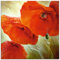 ARTland Wanddeko Glasbilder Wandbild Glas Bild einteilig 50x50 cm Quadratisch Pflanzen Blumen Blüten Mohnblume Mohn Sommer Wellness U4QN