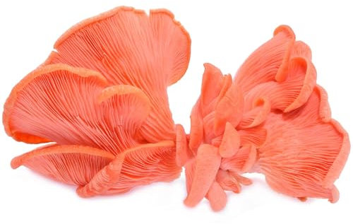 Hawlik Pilzbrut - Cultivo ecológico de seta ostra rosa - 2,5 kg - fácil de cultivar setas, setas autocultivo, ideal para principiantes - Kit cultivo setas para el huerto en casa