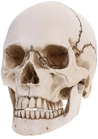 SOLUSTRE Lebensgroßes Menschliches Schädelmodell Aus Kunststoff Anatomisches Lehrmittel Für Medizinische Ausbildung Und Halloween-deko Mit Beweglichen Zähnen Für Anatomische Nachverfolgung