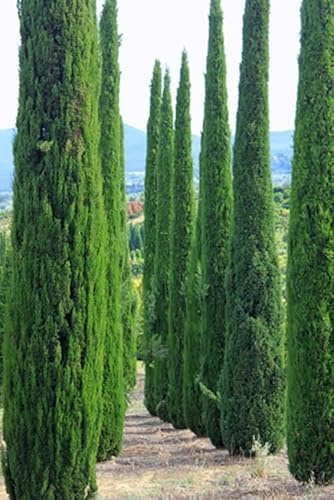 Urlaubsfeeling Mittelmeer Zypresse Cupressus sempervirens Säulenzypresse 10 Samen Bonsai geeignet