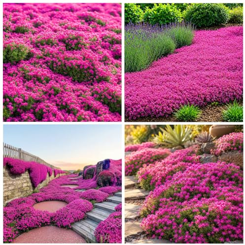 19996+USA PERMIUM Creeping Timo Semi per Piantare Outdoor - Tappeto magico perenne Copertura del terreno Semi di piante Non OGM cimelio