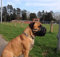 L&J Pets Uk Hundemaulkorb aus leichtem Leder für Dogue de Bordeaux und Bullmastiff und andere (schwarzes Leder, DB2)