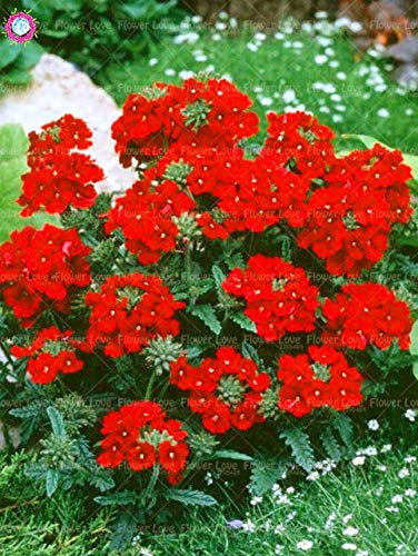 Shopmeeko 100PCS seltene blaue Verbene Pflanze, Verbena Hortensis, Verbena Hybrida Bonsai Blume Pflanze Indoor Blume Pflanzen hat medizinischen Wert: 12