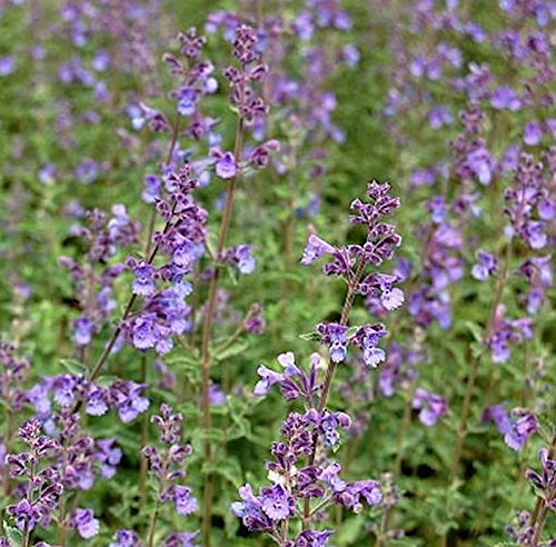 Katzenminze Walker Low- XXXL Topf - Nepeta faassenii - Gartenpflanze
