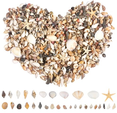 Natural Sea Shells 1000 Pcs, Starfish Beach Decor Crafts Wedding Aquarium | Mixed Ocean Conch Star Bead 1010, Coastal Nautical DIY Garland Home Ornament, Fish Tank Centrepiece Party Vase Filler