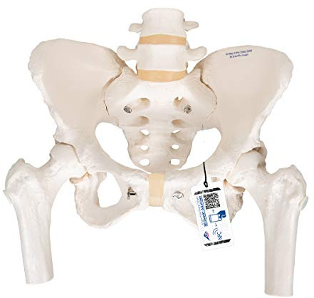 3B Scientific® Weibliches Beckenskelett – Lebensgroßes Becken mit Kreuzbein, Steißbein, beweglicher Symphyse & Oberschenkelstümpfen + Smart Anatomy App (5 Jahre Garantie)