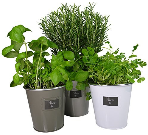 khevga Kräutergarten Küche Metall-Übertopf 3er Set
