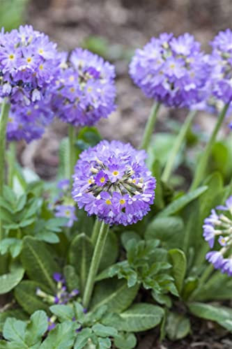 Primula denticulata 'Lilac' 9x9 cm Topf – Winterhart, Mehrjährig, Pflegeleicht – Kugelprimel – Beetstaude für Garten & Kübel