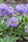 Primula denticulata 'Lilac' ca. 9x9 cm Topf - Kugelprimel, lila Blüten, Blütezeit März-Mai, ideal für Frühlingsbeete, pflegeleicht und winterhart