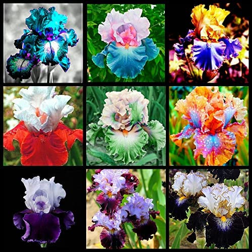 3x Iris Bulbi, sibirische Iride, blanke Wurzelpflanzen, Iris, schöne Blumenform und kräftige Farben gemischt