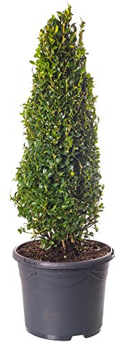 Buxus Pirámide - Planta de Boj | Arbusto de Jardín Exterior en Forma de Topiaria Perenne